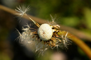 Image showing Dandelion