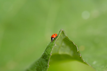 Image showing Ladybug