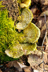 Image showing Polypore