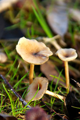 Image showing Mushrooms