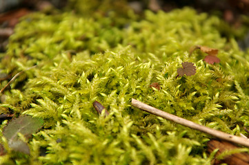 Image showing Mossy