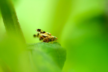 Image showing Flies