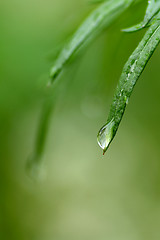 Image showing Water droplets