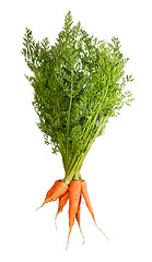 Image showing Bunch Of Fresh Carrots With Green Tops