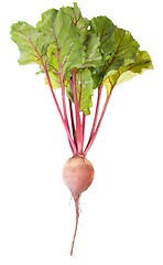 Image showing One Beet Root