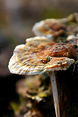 Image showing Polypore