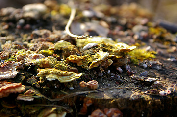 Image showing Polypore