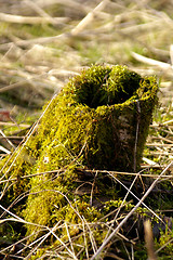 Image showing Mossy