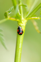 Image showing Ladybug