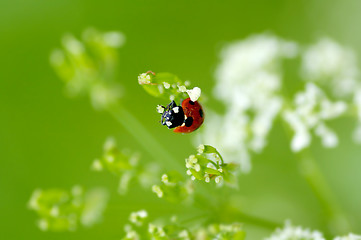 Image showing Ladybug