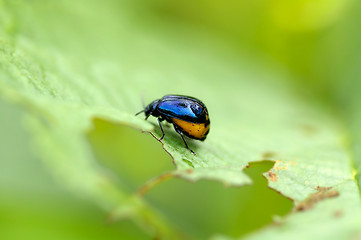 Image showing St. John's Wort beetle