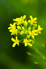 Image showing Yellow flowers