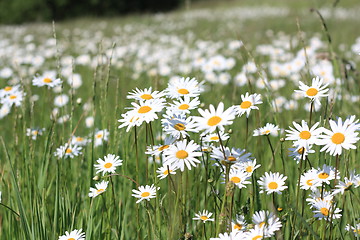 Image showing daisy field