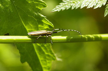 Image showing Beetle