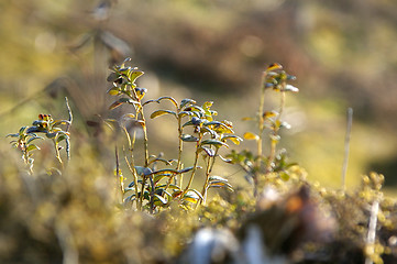 Image showing Lingonberry