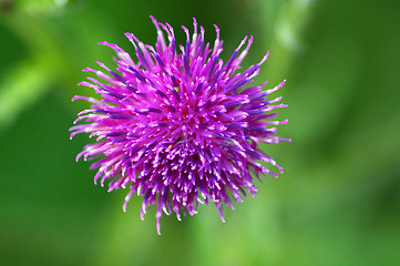 Image showing Flower