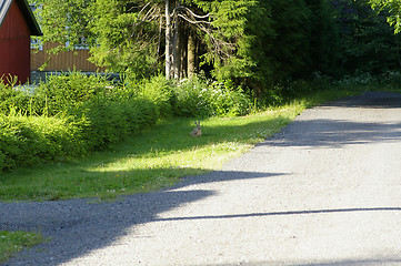 Image showing Hare