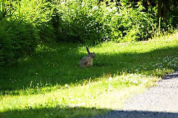 Image showing Hare