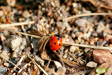 Image showing Ladybug