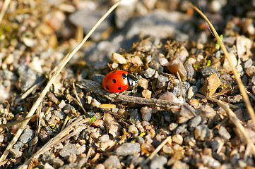 Image showing Ladybug