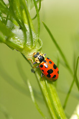 Image showing Ladybug