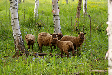 Image showing Sheeps