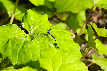 Image showing Dragonflies