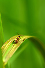 Image showing Nemophora degeerella