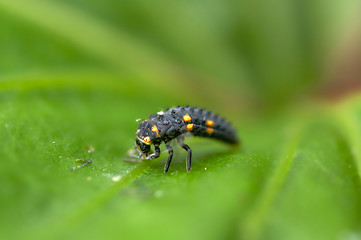 Image showing Ladybug maggot
