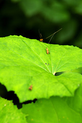 Image showing Butterfly