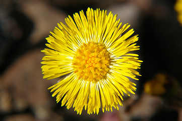 Image showing Coltsfoot