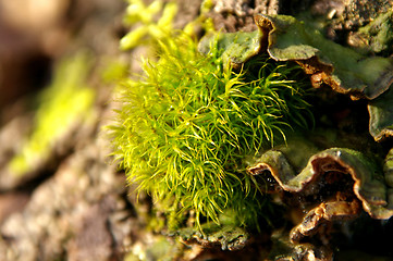 Image showing Moss