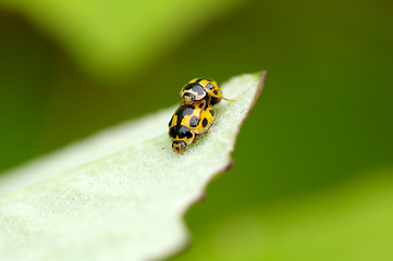 Image showing Ladybugs mating