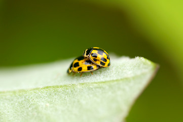 Image showing Ladybugs mating