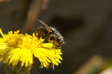 Image showing Fly