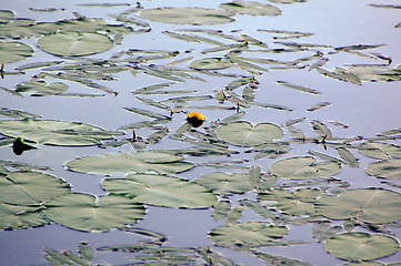 Image showing Yellow waterlily