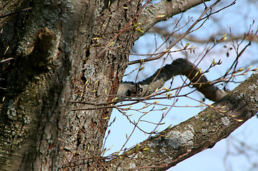 Image showing Dendrocopos minor