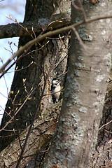 Image showing Woodpecker