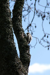 Image showing Dendrocopos minor