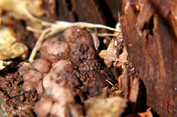 Image showing Mushrooms