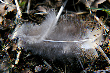 Image showing Feather