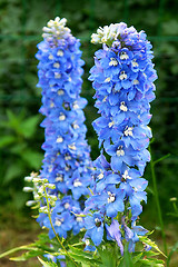 Image showing Blossoms