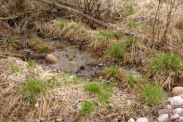 Image showing Creek