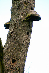 Image showing Polypore