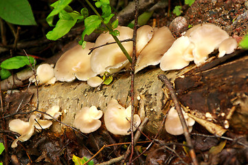 Image showing Mushrooms