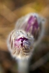 Image showing Pulsatilla patens