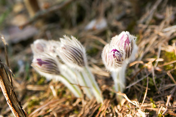 Image showing Pulsatilla patens