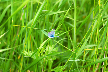 Image showing Butterfly