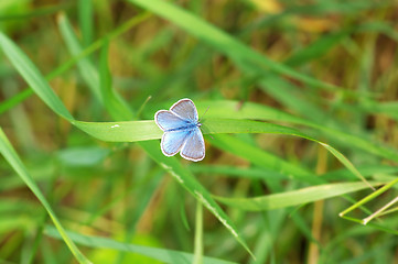 Image showing Butterfly