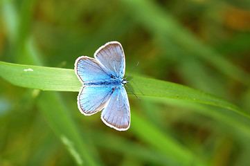 Image showing Butterfly